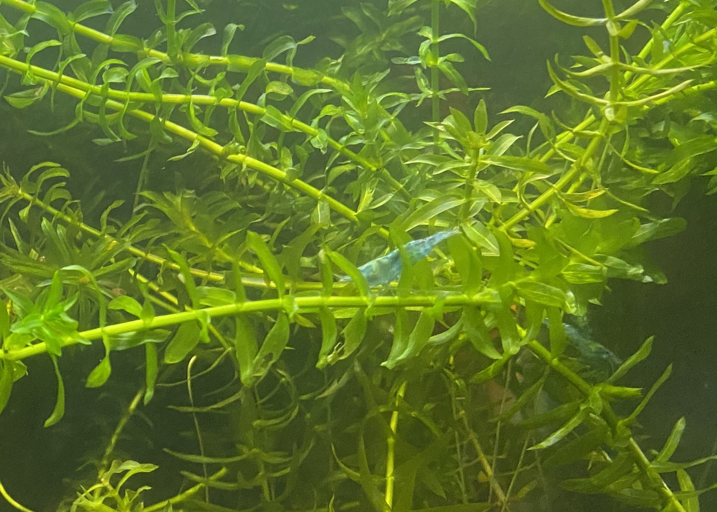Brazilian Waterweed