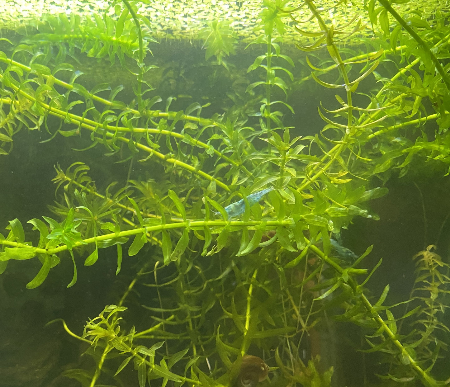 Brazilian Waterweed