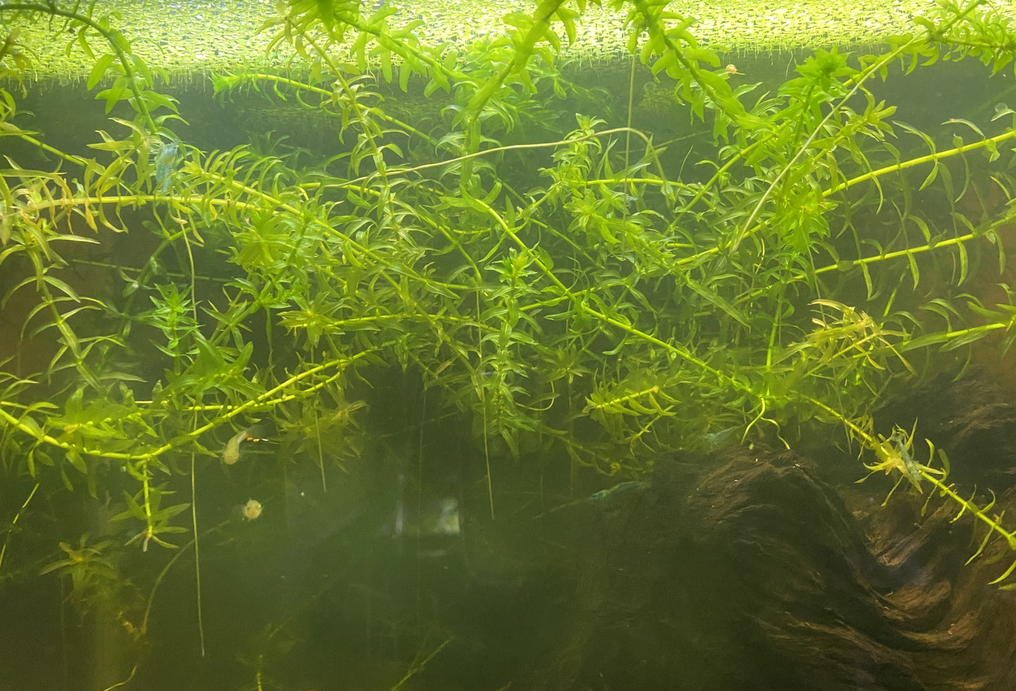 Brazilian Waterweed