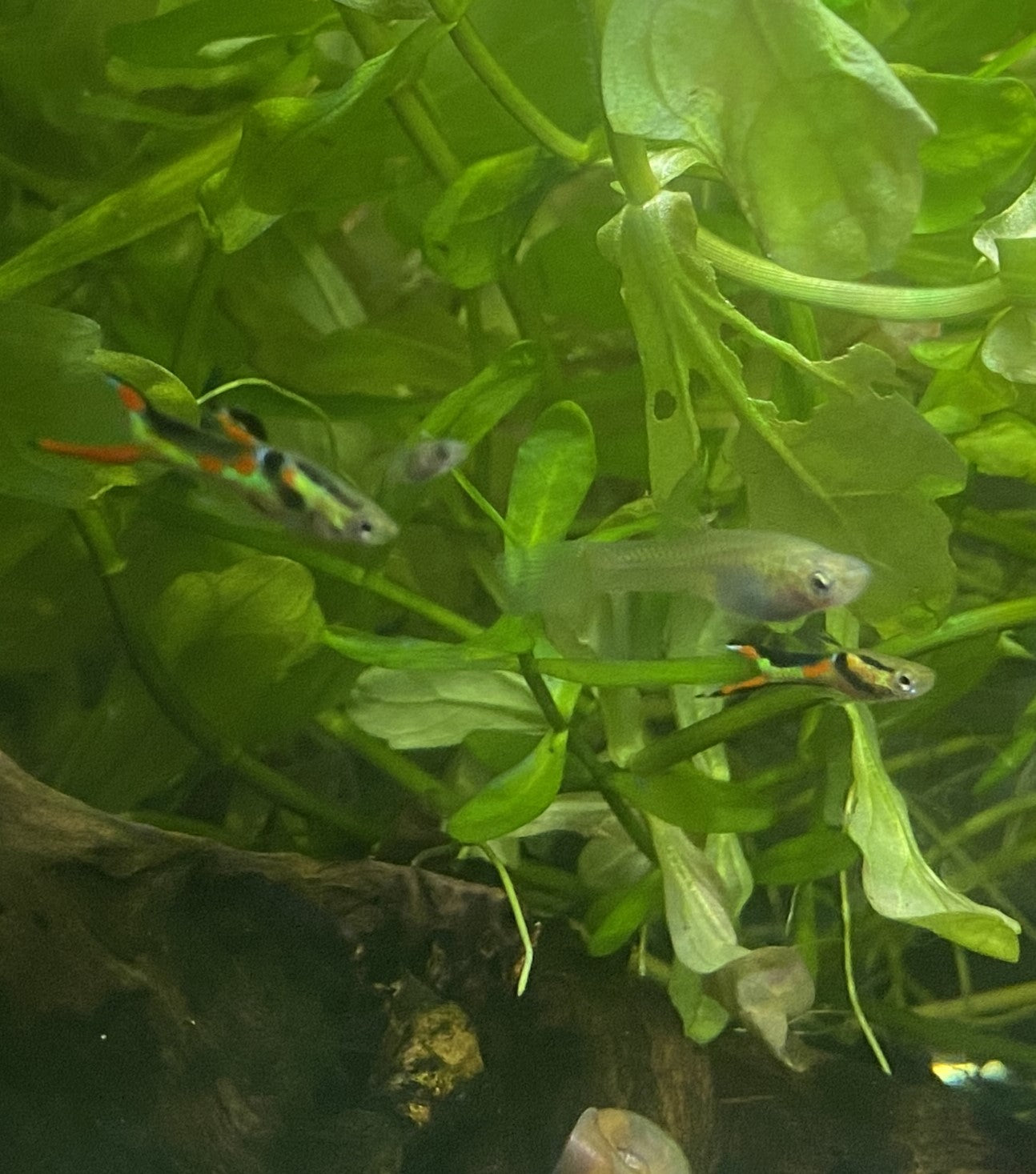 Black Bar Endler Pair