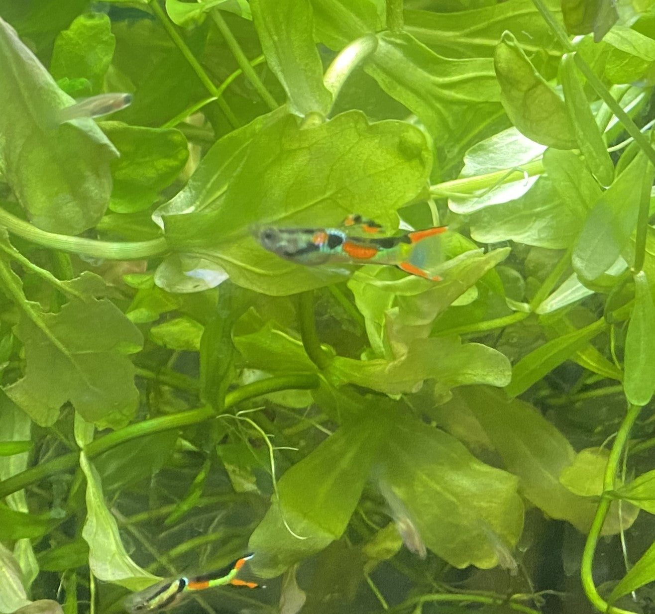 Black Bar Endler Pair
