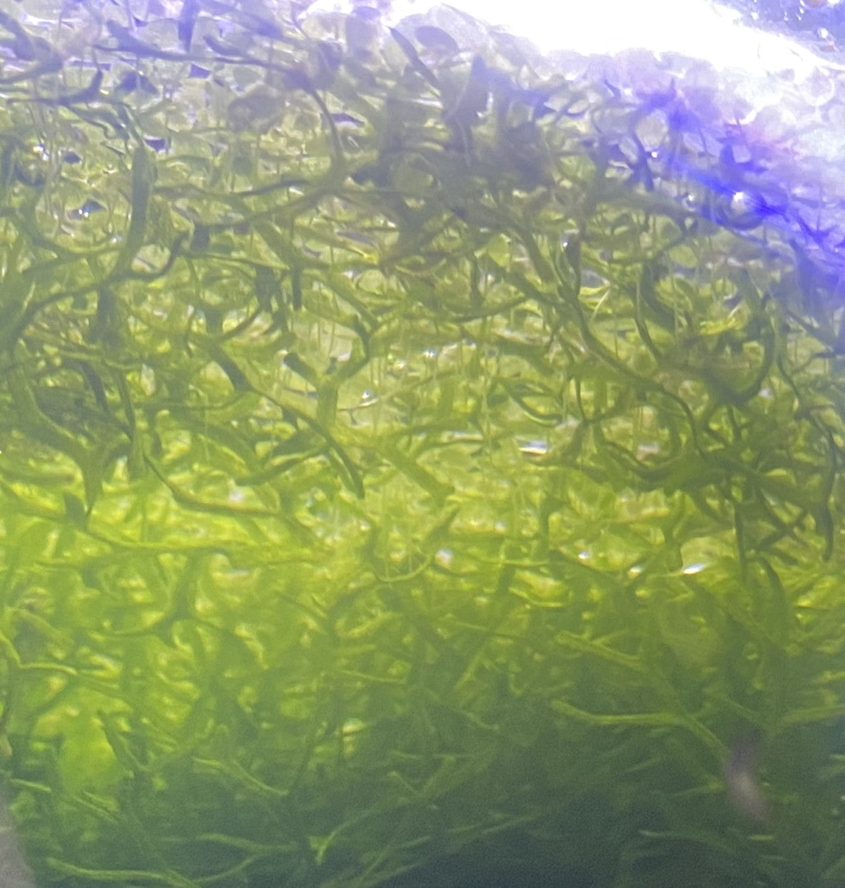 Crystalwort
