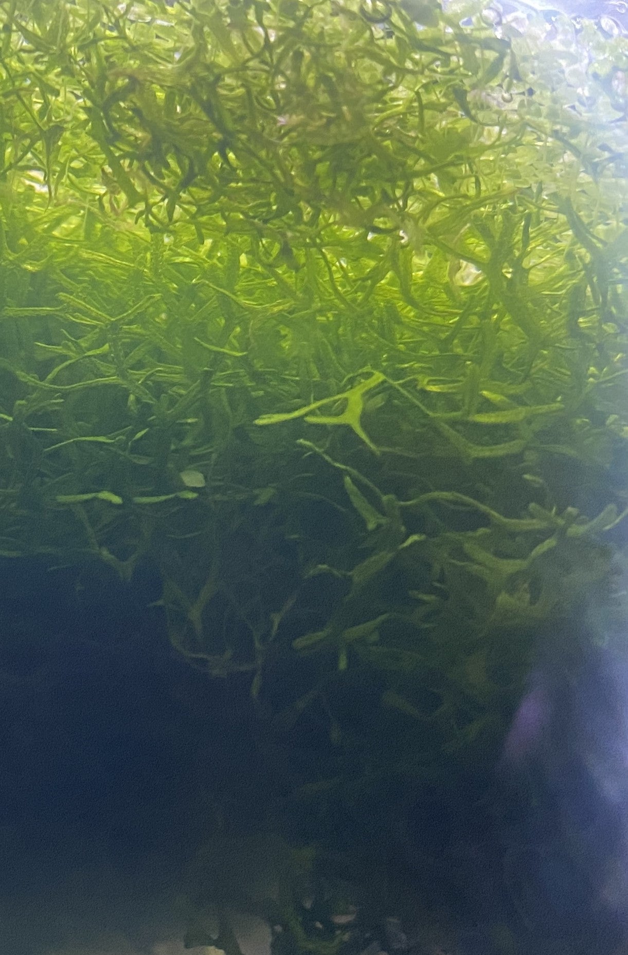 Crystalwort