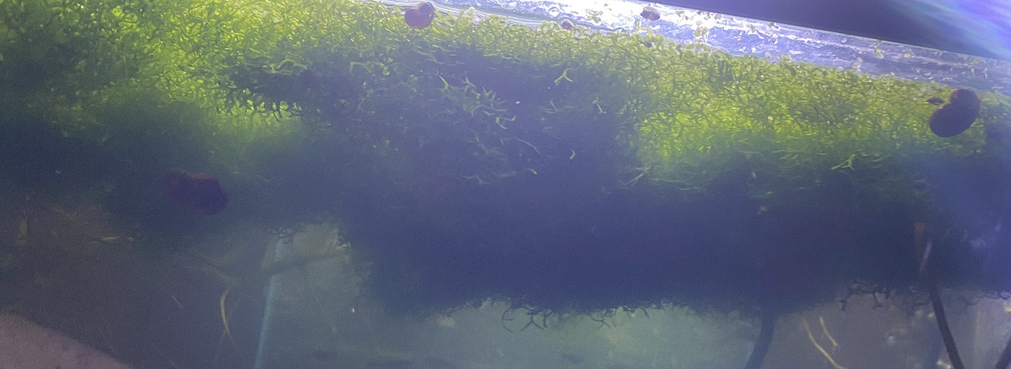 Crystalwort