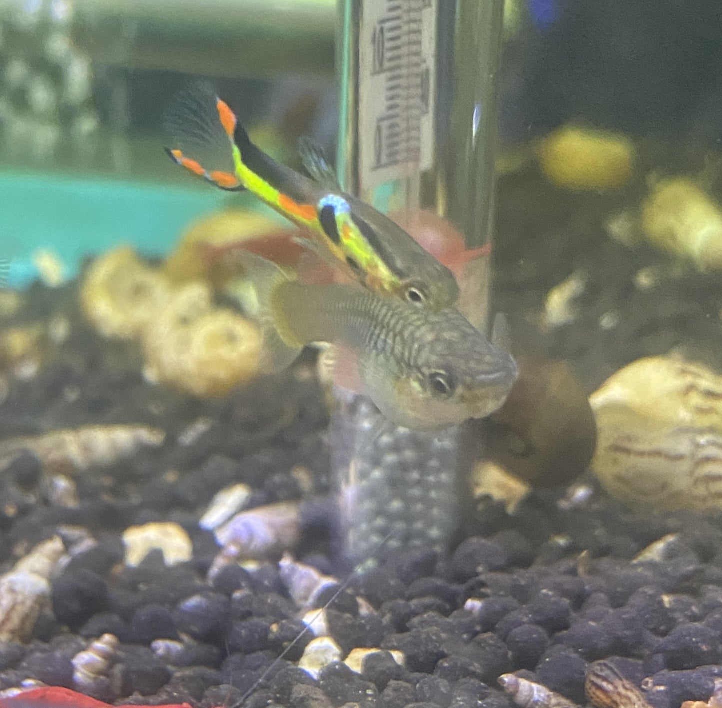 Black Bar Endler Pair