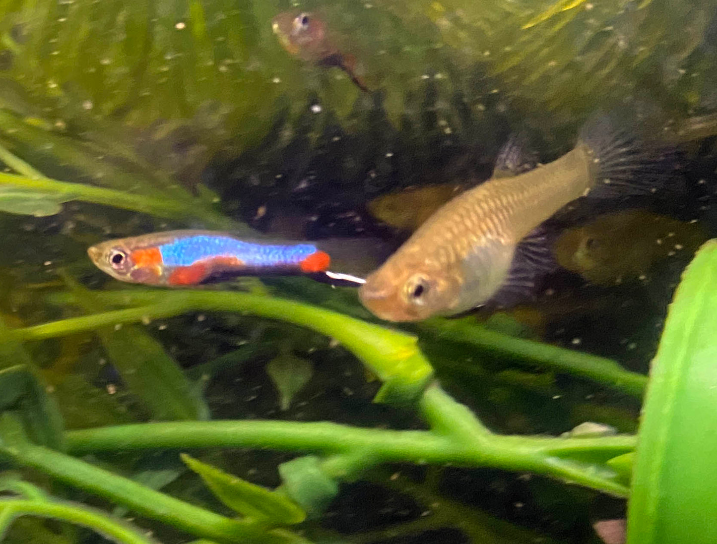 Blue Star Endler