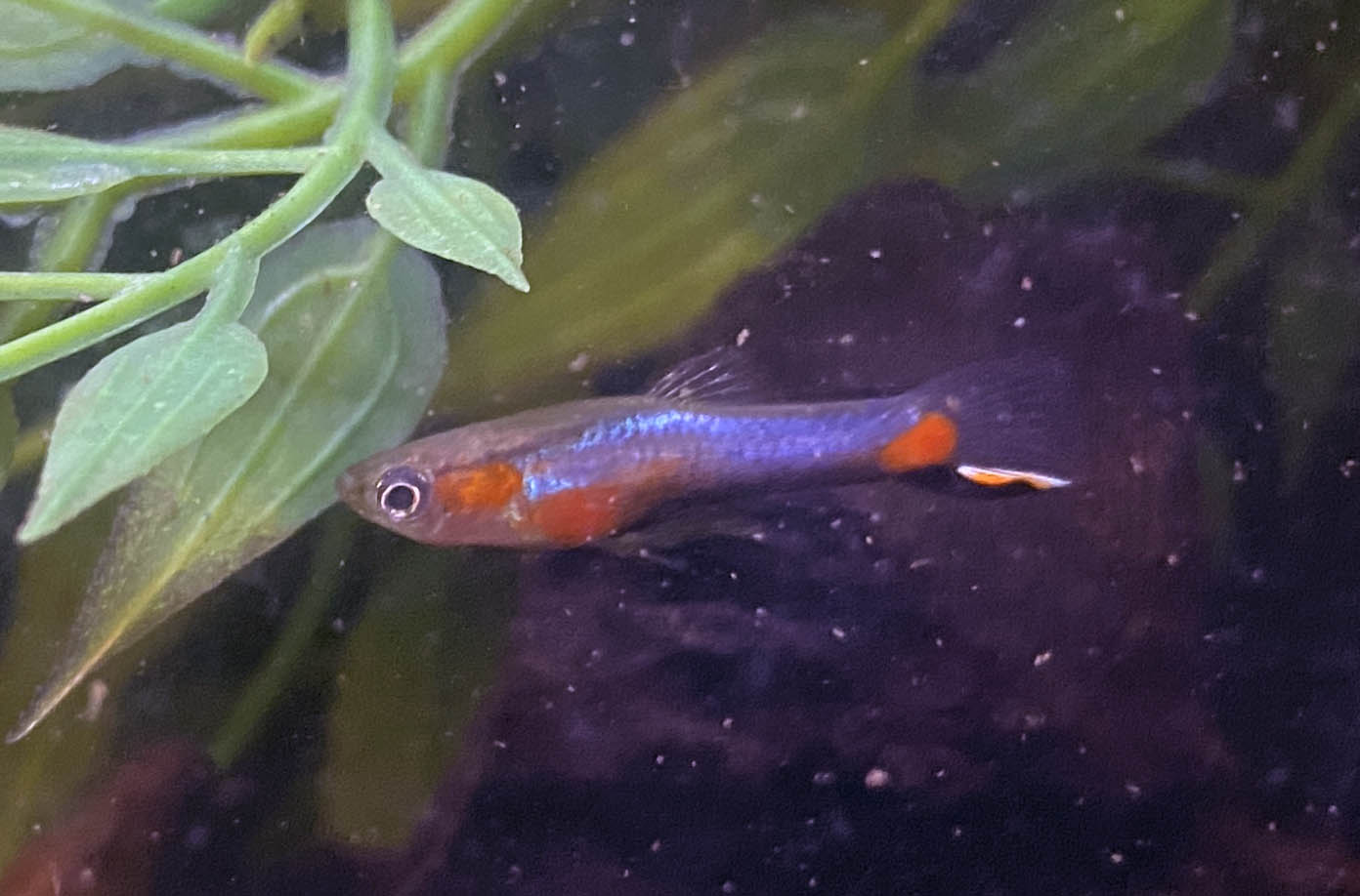 Blue Star Endler