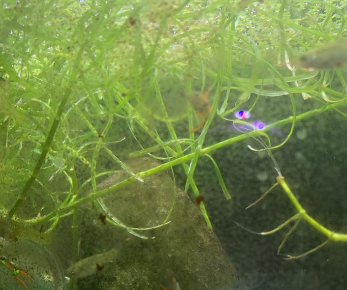 Pogostemon Stellatus 'Octopus'