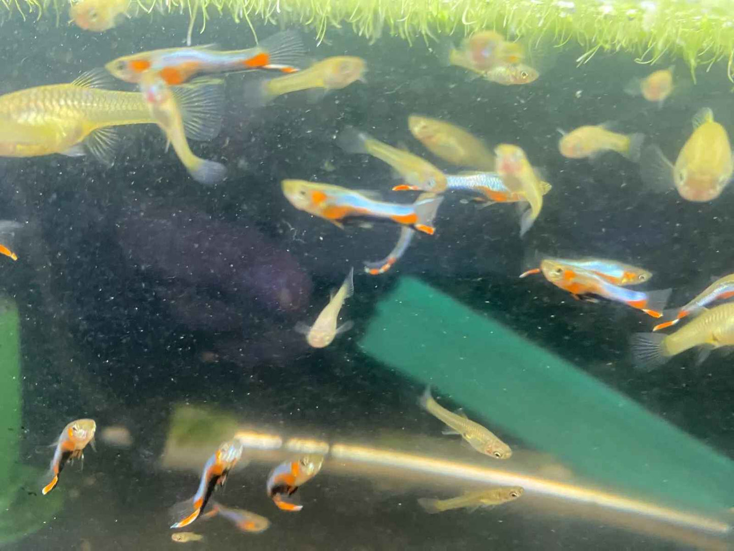 Blue Star Endler