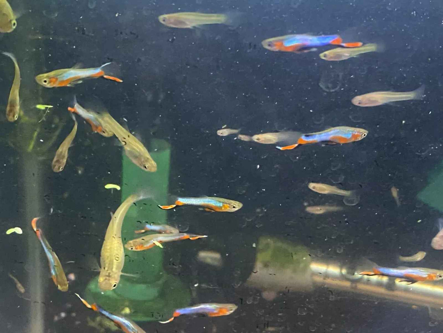 Blue Star Endler