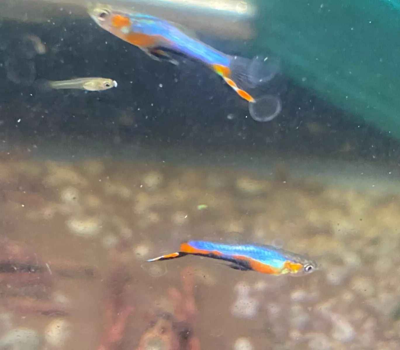 Blue Star Endler