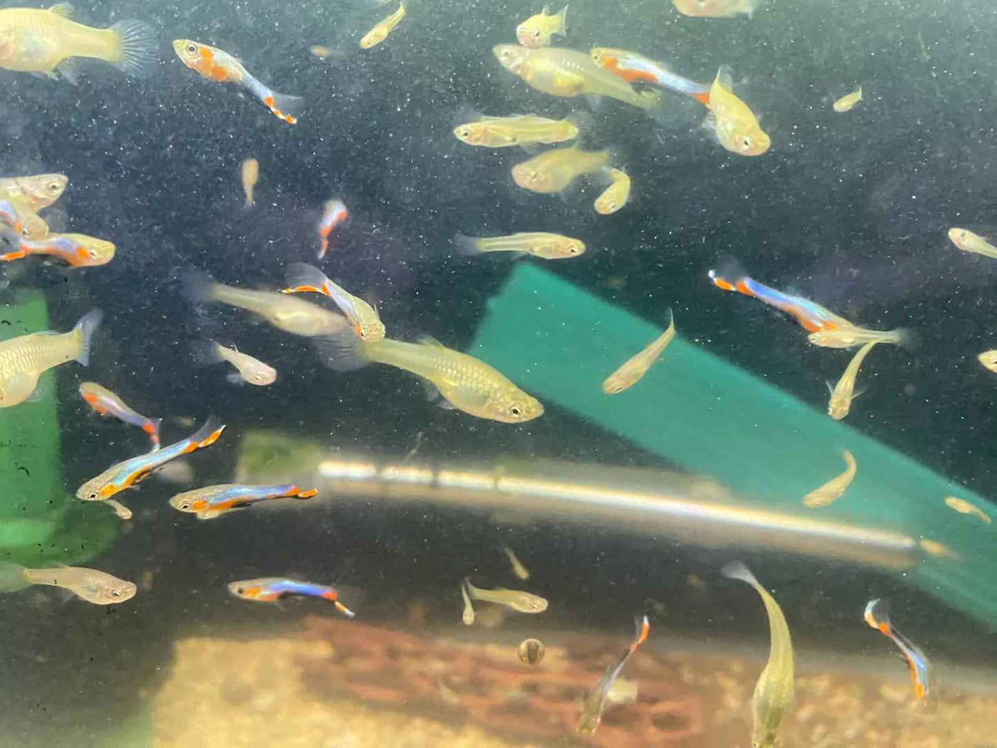 Blue Star Endler