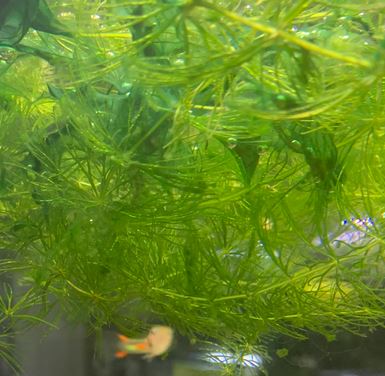 Hornwort