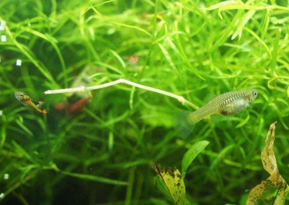 Black Bar Endler Pair