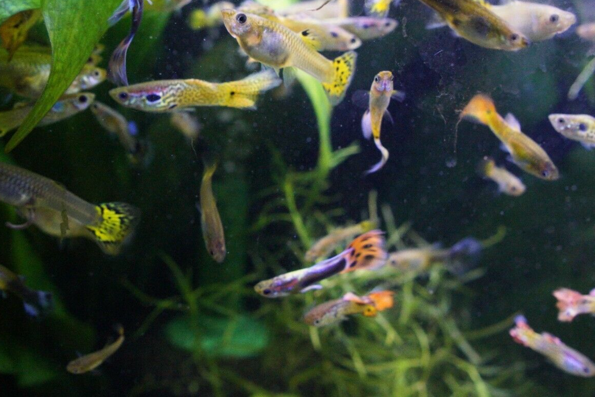 Assorted Guppy (Female)