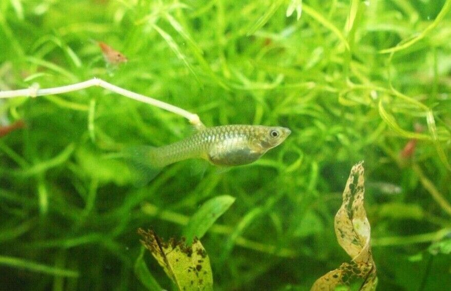 Black Bar Endler Pair