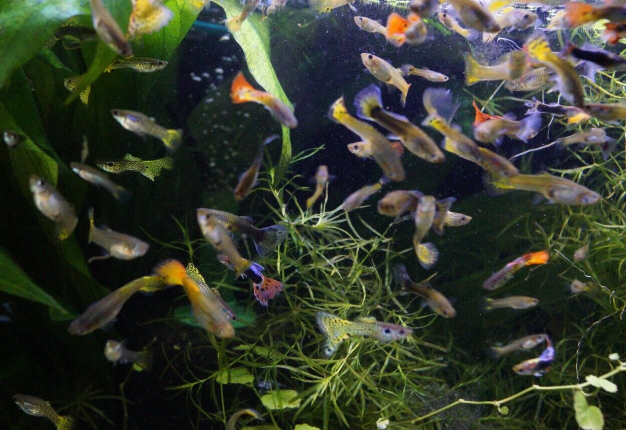 Assorted Guppy (Female)