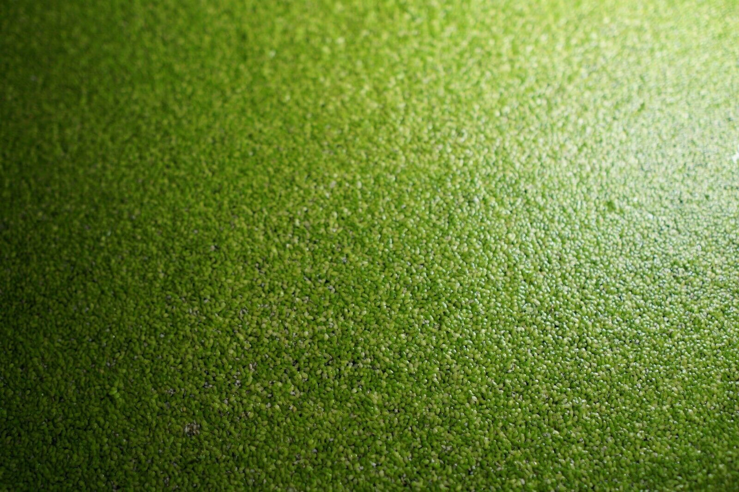 Duckweed (lemna minor)