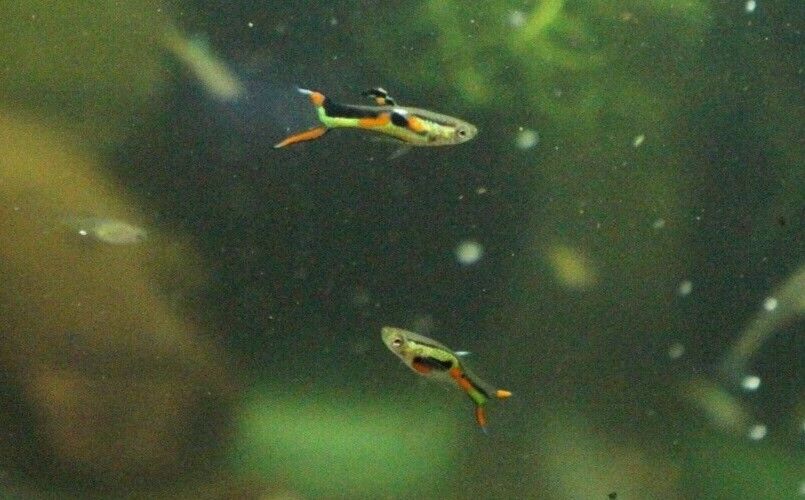 Black Bar Endler Pair