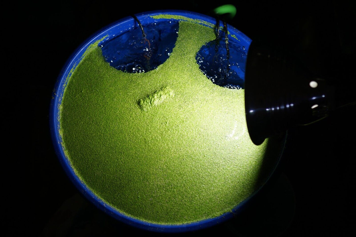 Duckweed (lemna minor)