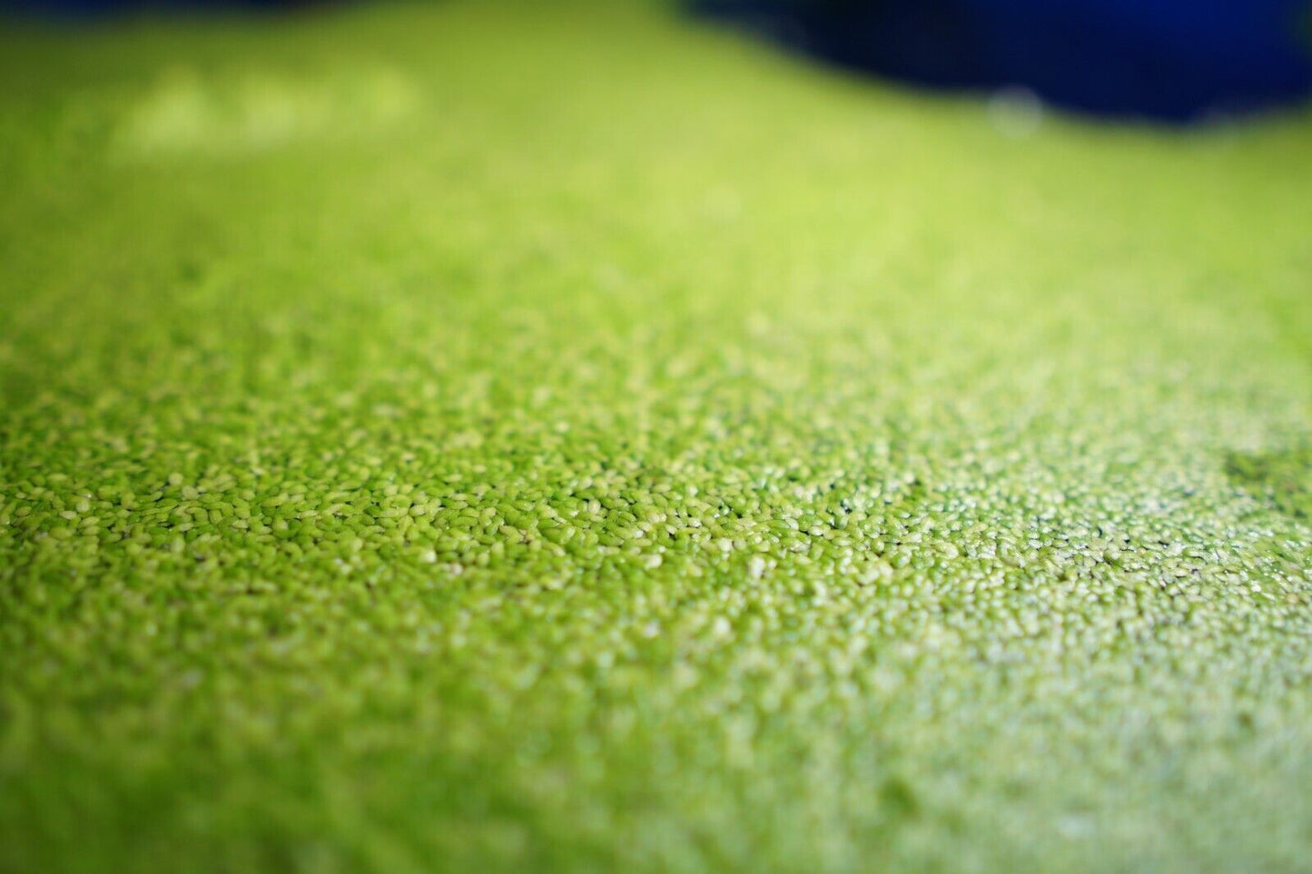 Duckweed (lemna minor)