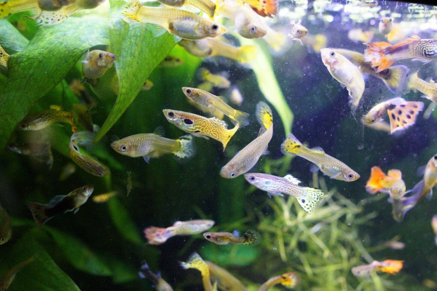 Assorted Guppy (Female)
