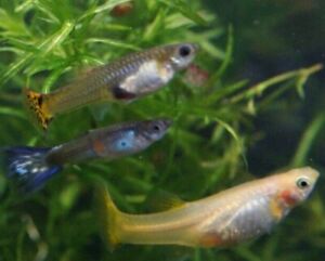 Assorted Guppy (Female)