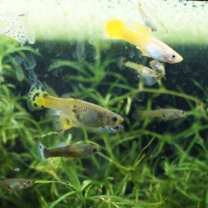 Assorted Guppy (Female)