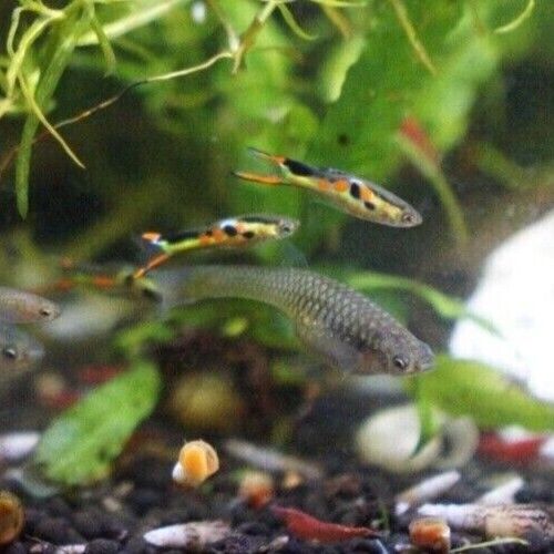 Black Bar Endler Pair