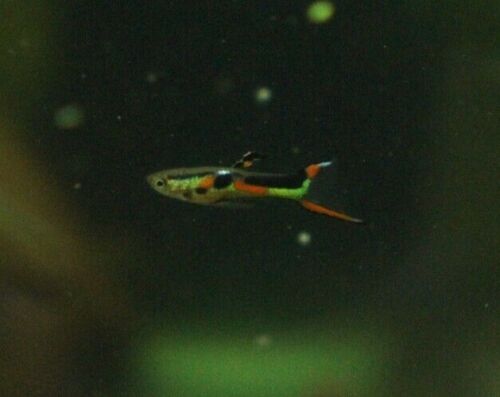 Black Bar Endler Pair
