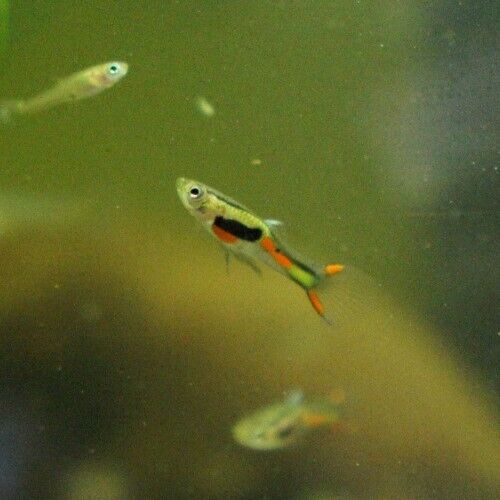 Black Bar Endler Pair