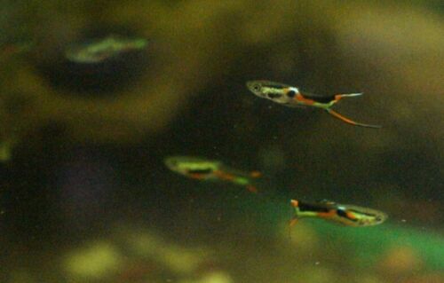 Black Bar Endler Pair