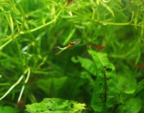 Black Bar Endler Pair