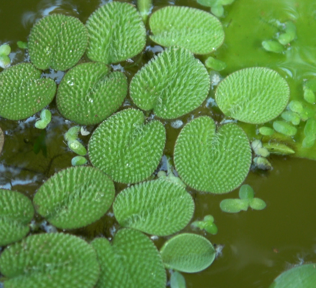 Water Spangles with Duckweed