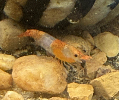Orange Rili Shrimp