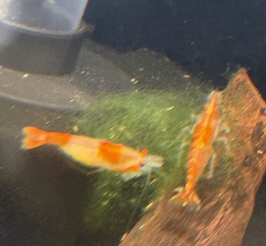 Orange Rili Shrimp