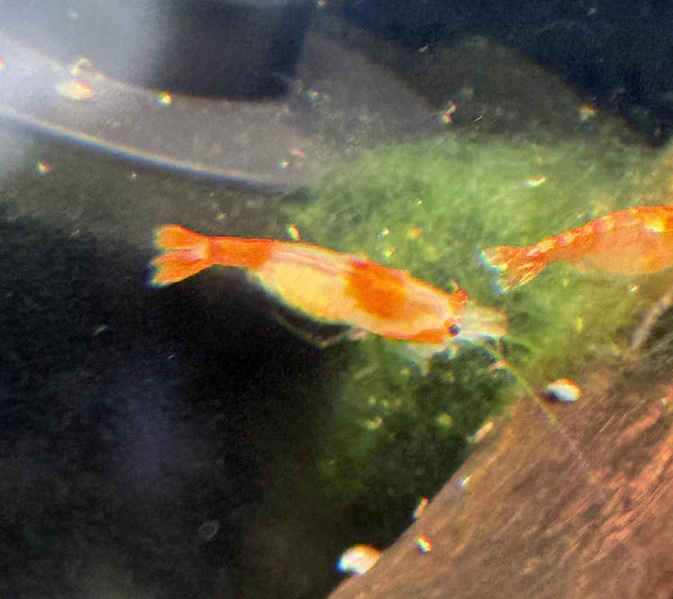 Orange Rili Shrimp