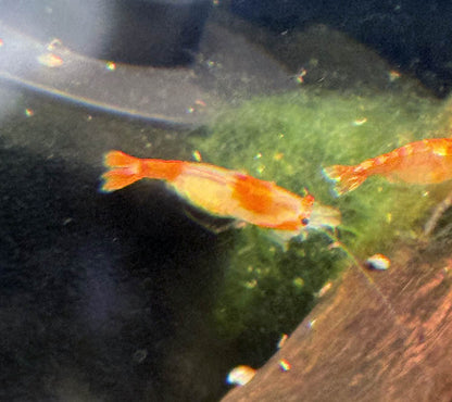 Orange Rili Shrimp