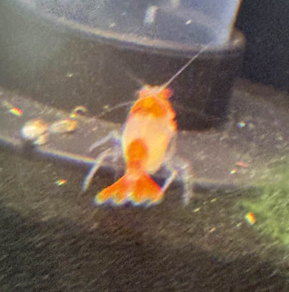 Orange Rili Shrimp