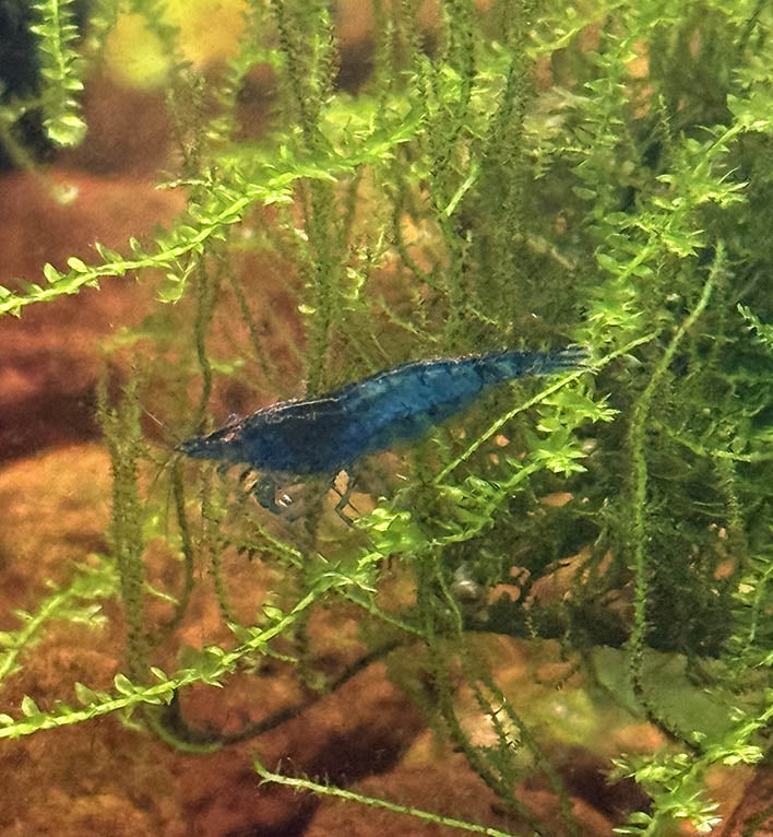 Blue Carbon Rili Shrimp
