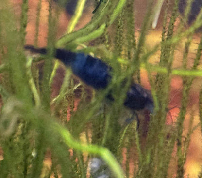 Blue Carbon Rili Shrimp