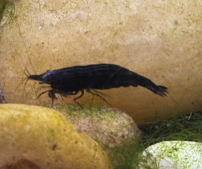 Black Chocolate Shrimp