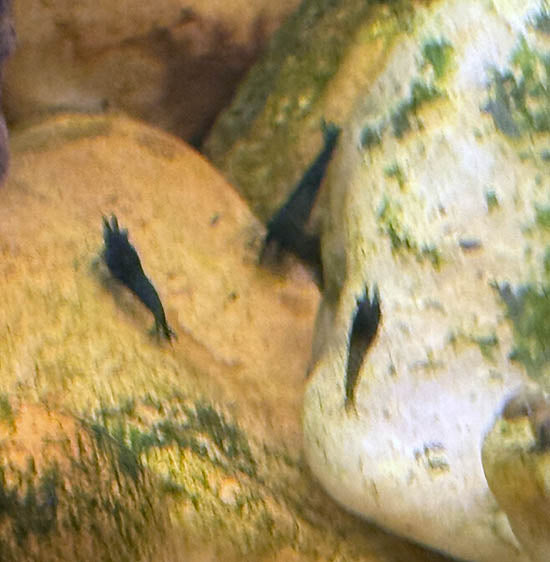 Black Chocolate Shrimp