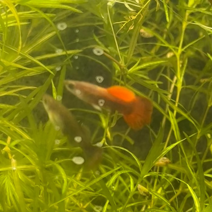 HB Red Guppy (Pair)