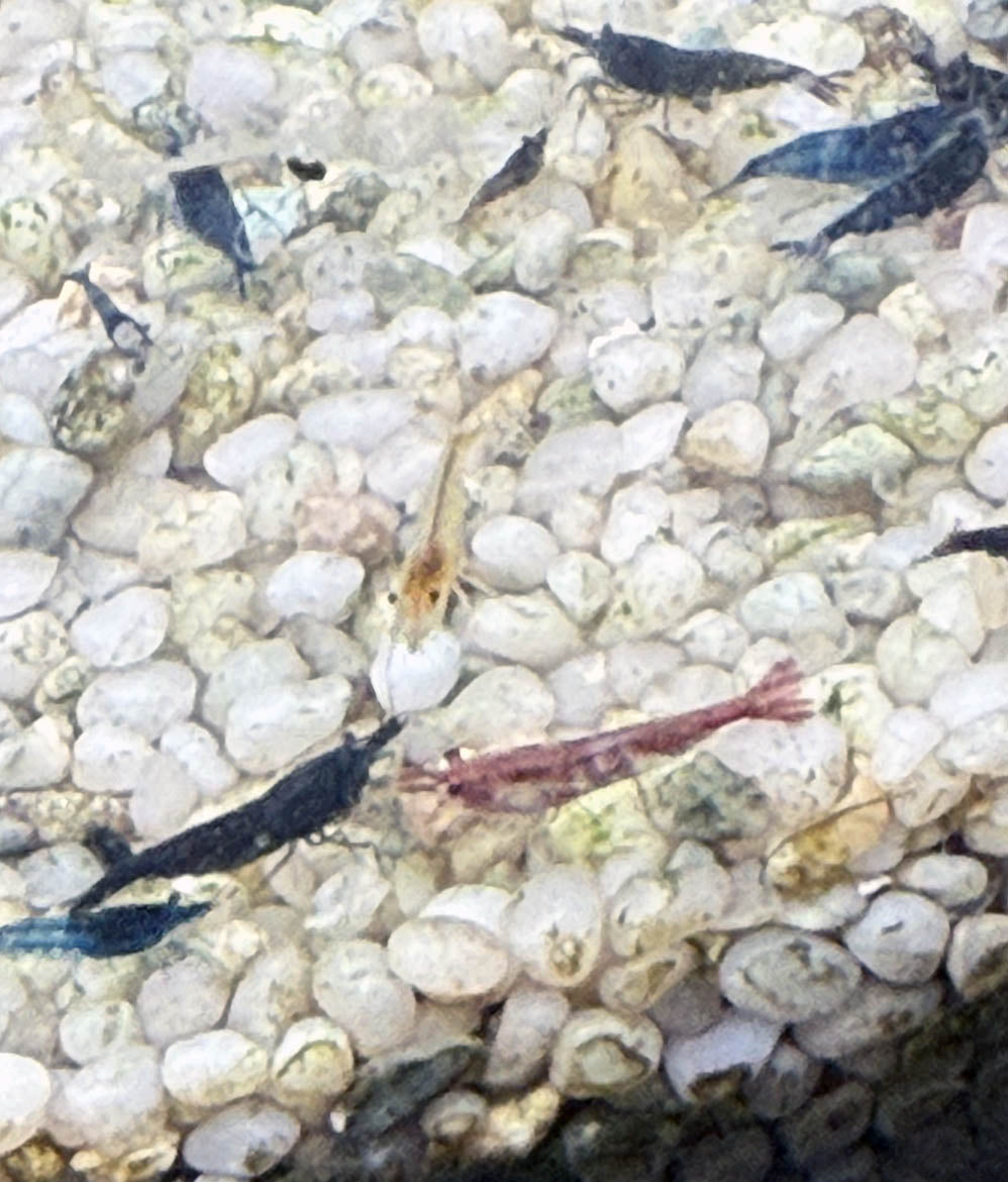 Shrimp Skittle Mix (Dark Blue Mix)