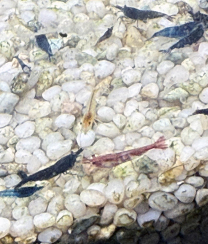 Shrimp Skittle Mix (Dark Blue Mix)