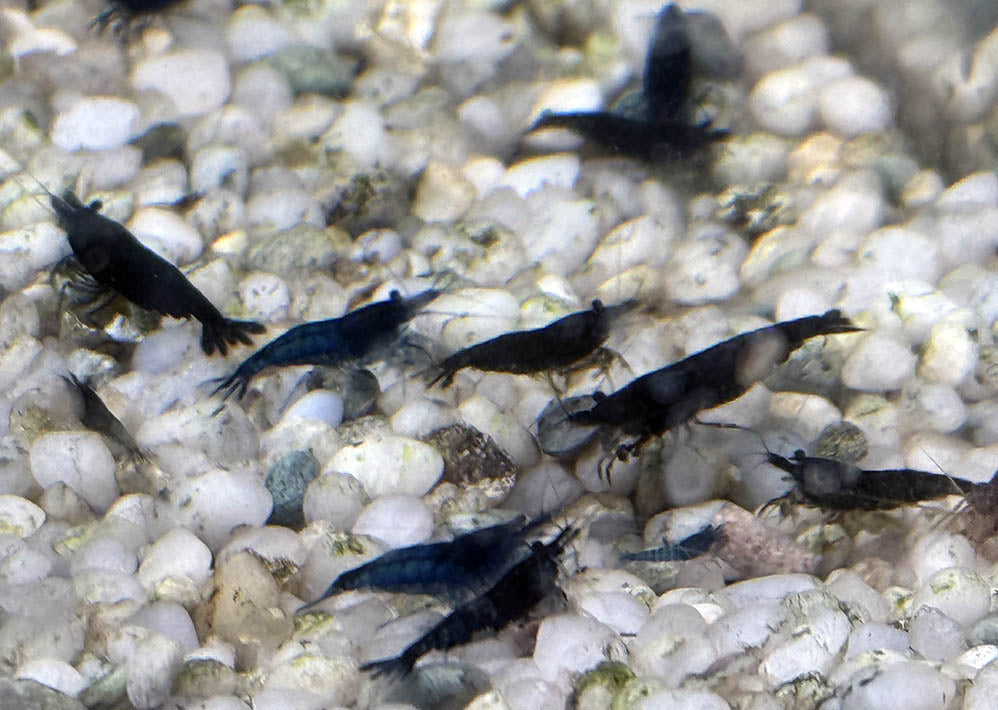 Shrimp Skittle Mix (Dark Blue Mix)