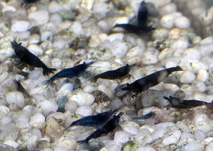 Shrimp Skittle Mix (Dark Blue Mix)