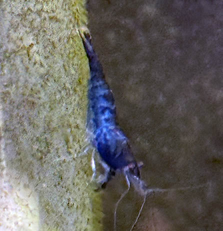 Blue Carbon Rili Shrimp