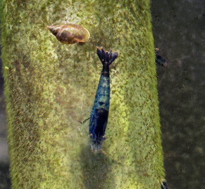 Blue Carbon Rili Shrimp